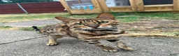 Bengal cats for sale: Bengal female  - Advert 3