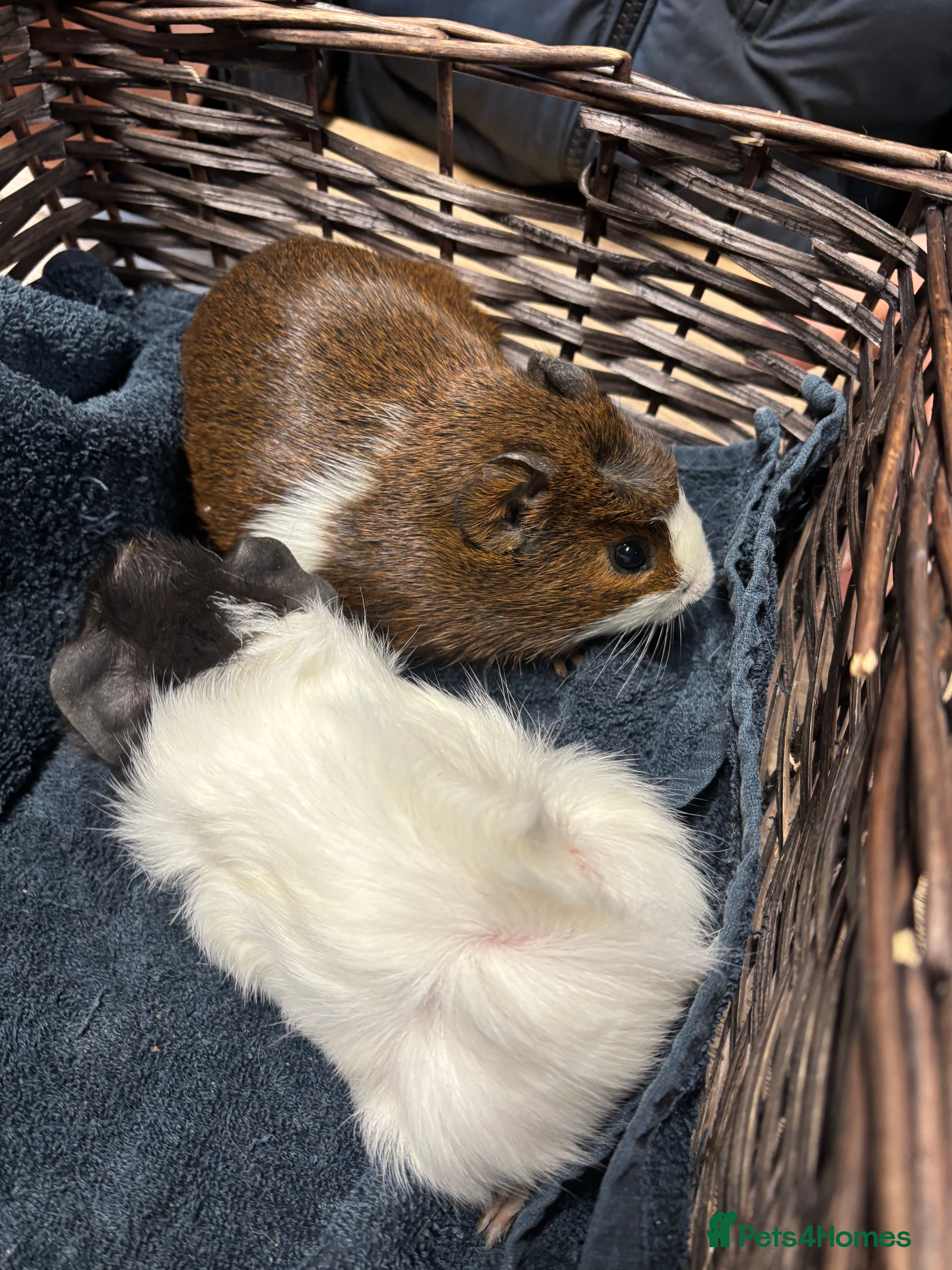 Guinea Pig rodents Beautiful baby guinea pigs  - Advert 1