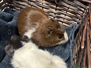 Guinea Pig rodents Beautiful baby guinea pigs - Advert 1