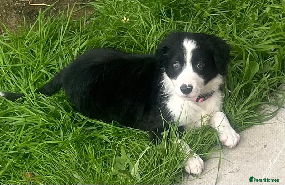 Border Collie dogs for sale: Beautiful girl non kc  - Image 18