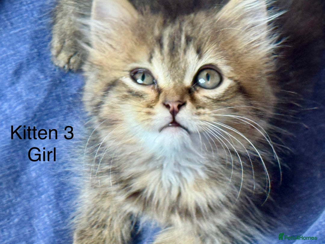 Siberian cats for sale: Four Siberian kittens - Image 4