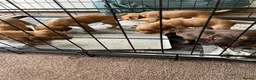Cocker Spaniel dogs for sale: Working cocker spaniel, - Advert 4