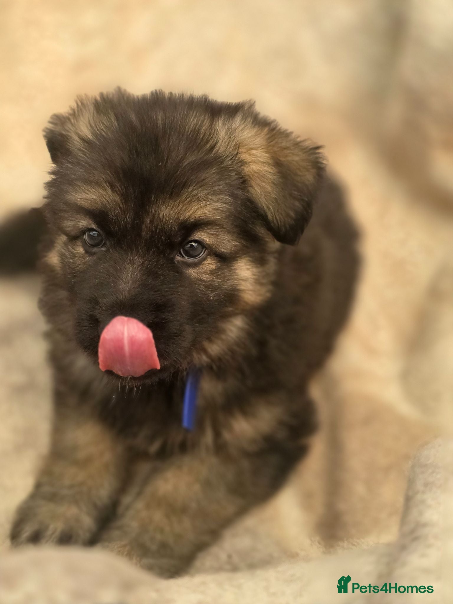 German Shepherd dogs German shepherd pups - Advert 2