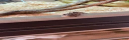 Corn Snake reptiles for sale: 2 year old corn snake with complete set up - Advert 4