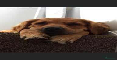 Golden Retriever dogs - Advert 4