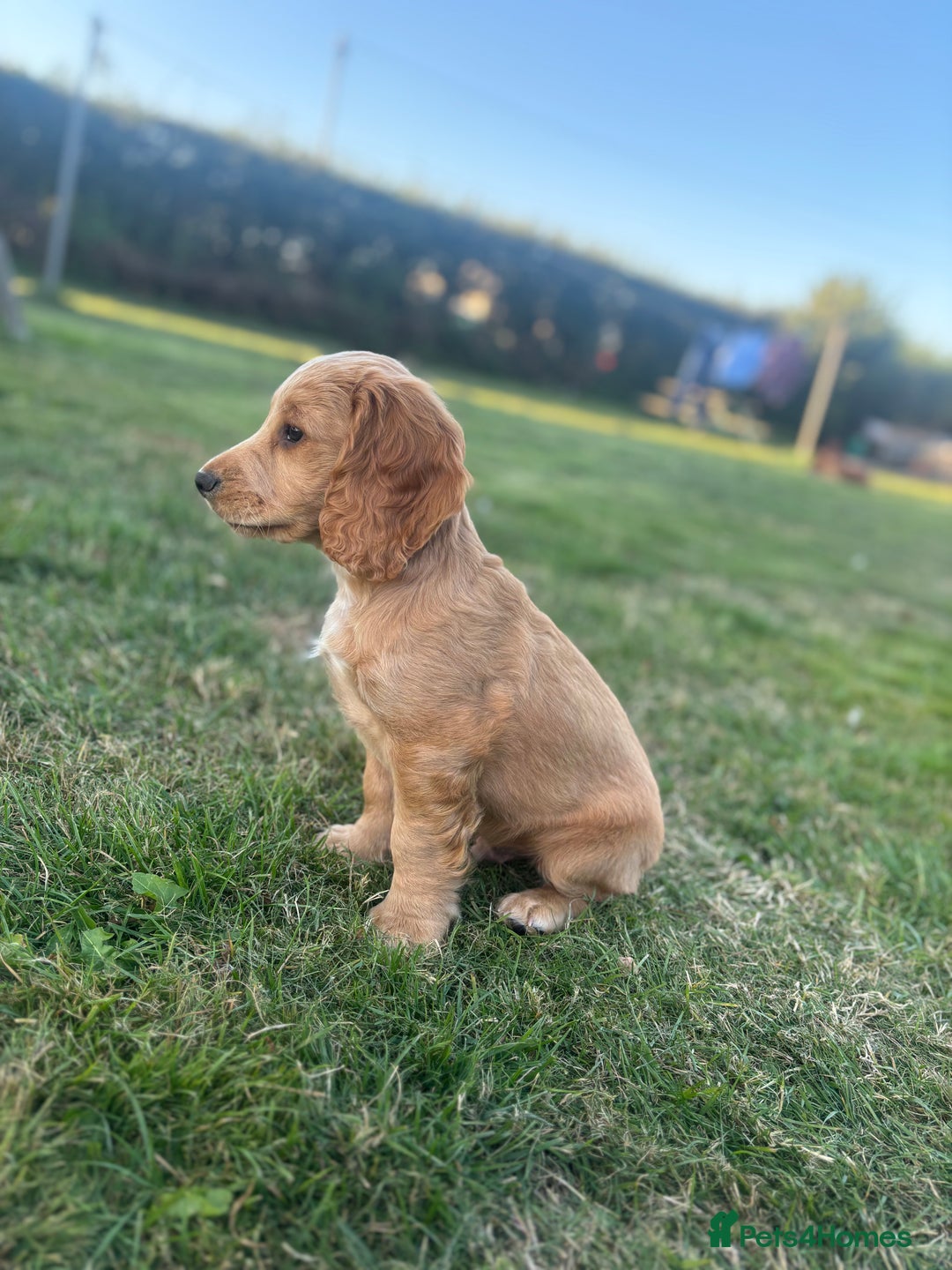 Cocker Spaniel dogs for sale: Working red cocker spaniel puppies for sale - Image 14