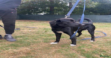 Mixed Breed dogs A Bright Boy - looking for the Right Loving Home - Advert 1