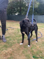 Mixed Breed dogs A Bright Boy - looking for the Right Loving Home - Advert 1