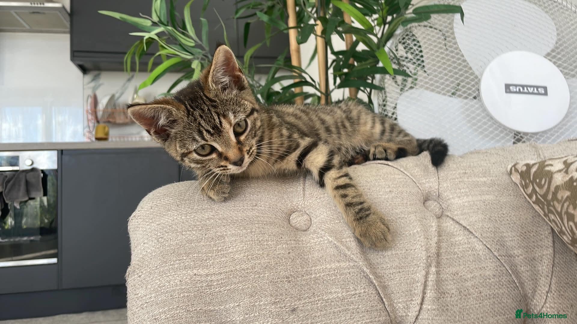 Domestic Shorthair cats CUDDLY KITTEN - Advert 9