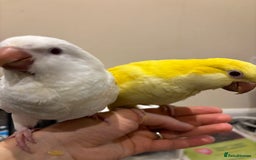 Parrots birds for sale: Hand reared baby quaker - Image 19