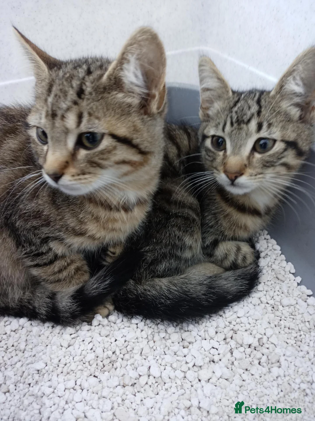 Siamese cats for sale: Siamese xx in Sheffield - Advert 2