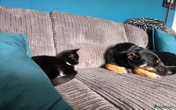 Mixed Breed dogs for sale: Collie x rottie beautiful boy - Image 2