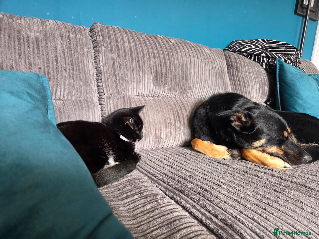 Mixed Breed dogs for sale: Collie x rottie beautiful boy - Image 2