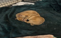 Dogue De Bordeaux dogs for sale: Dogue de Bordeaux pups - Image 3