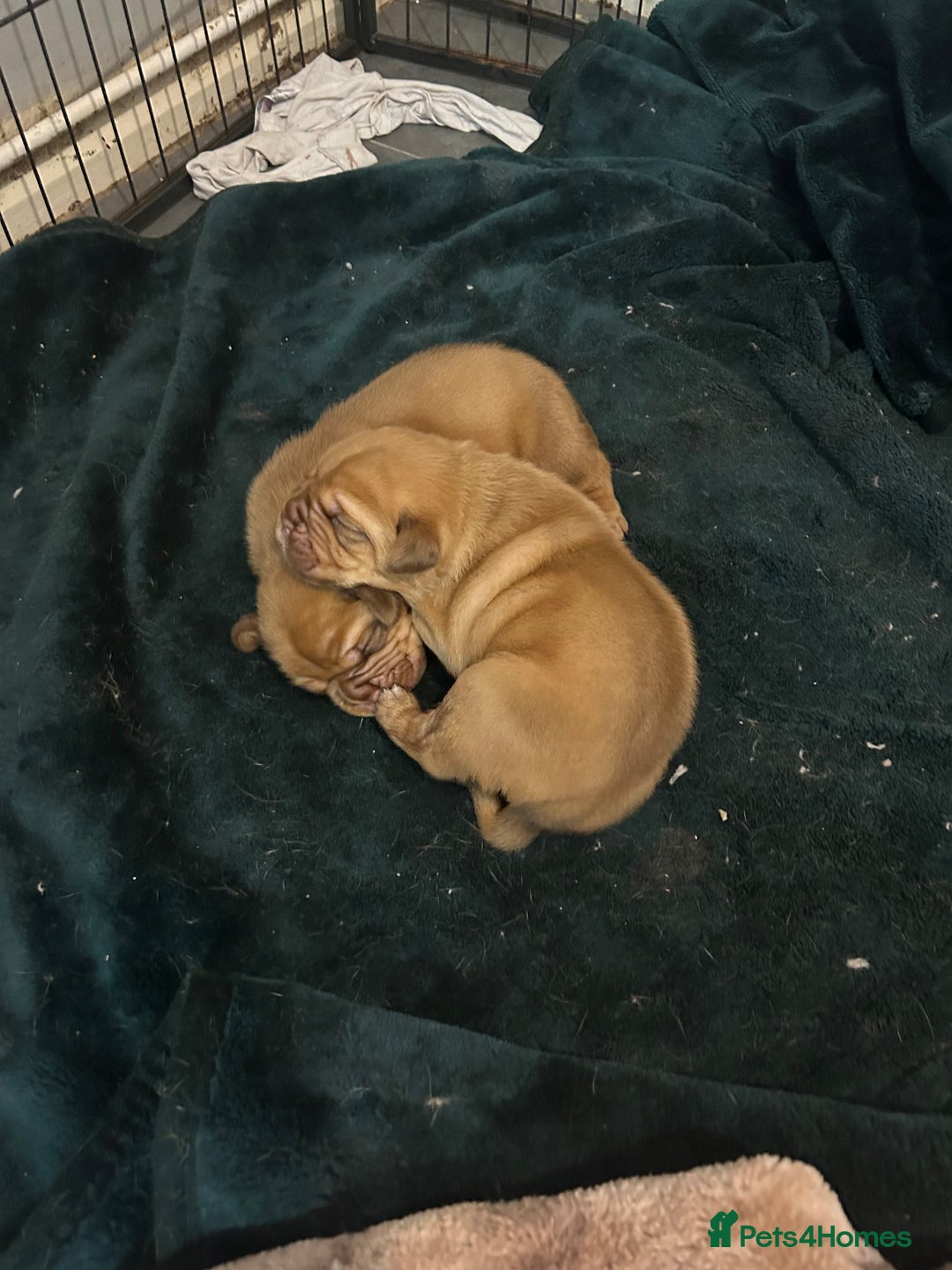 Dogue De Bordeaux dogs for sale: Dogue de Bordeaux pups - Image 3