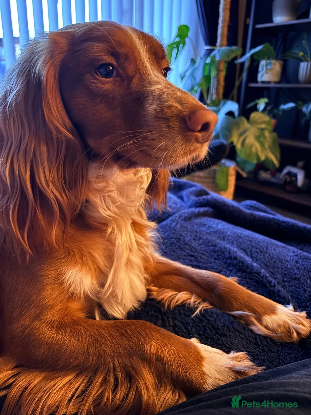 Sprocker dogs for sale: Monty needs new home in Kidderminster - Advert 5