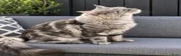 Maine Coon cats for stud: Maine coon stud cat - Advert 4