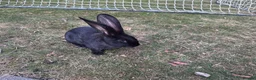 Continental Giant rabbits for sale: 8 Continental Giant Babies - Advert 14