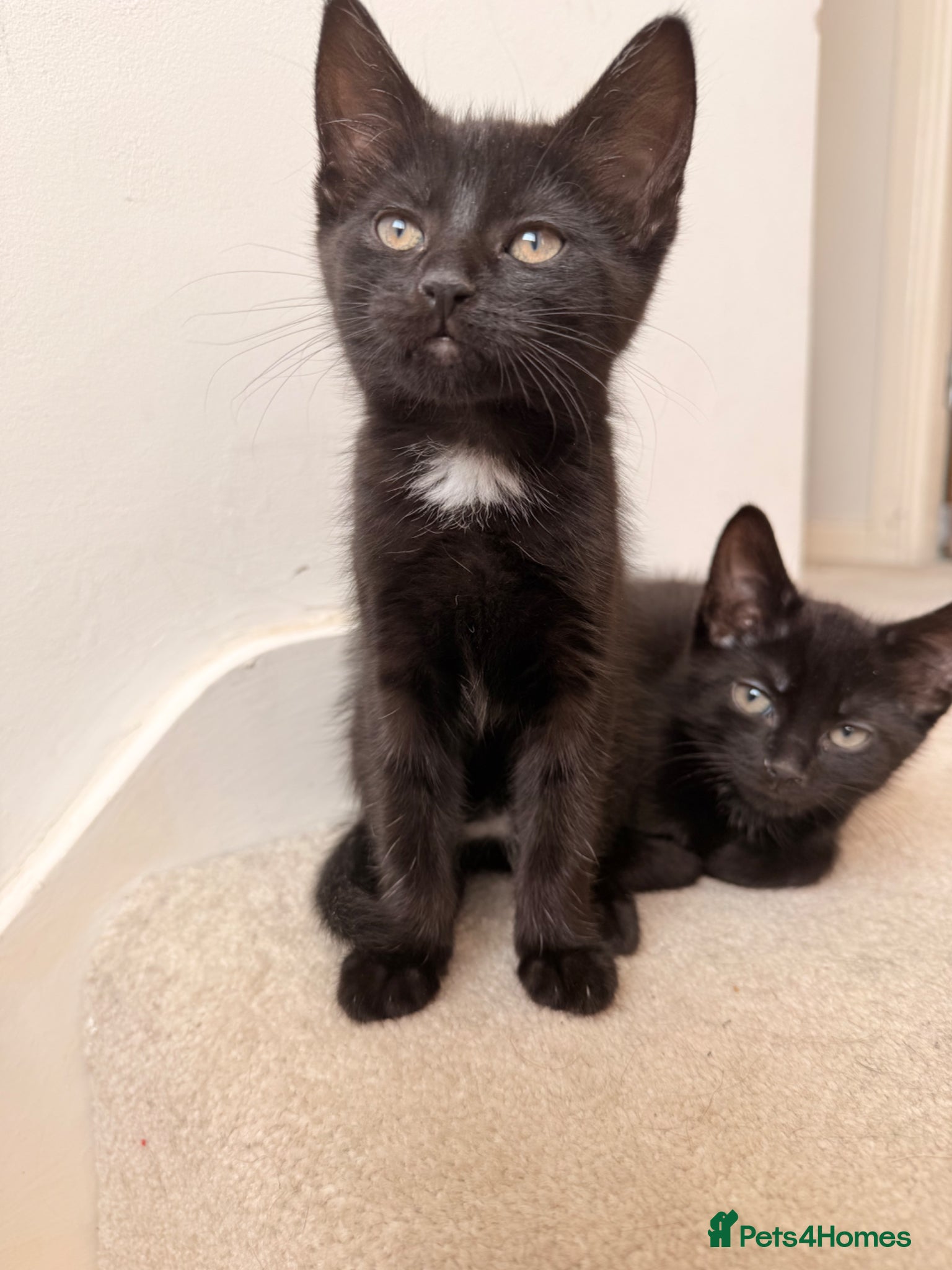 Mixed Breed cats 1 Black Female kitten - Advert 1