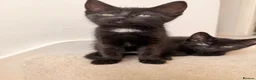 Mixed Breed cats for sale: 1 Black Female kitten - Advert 1