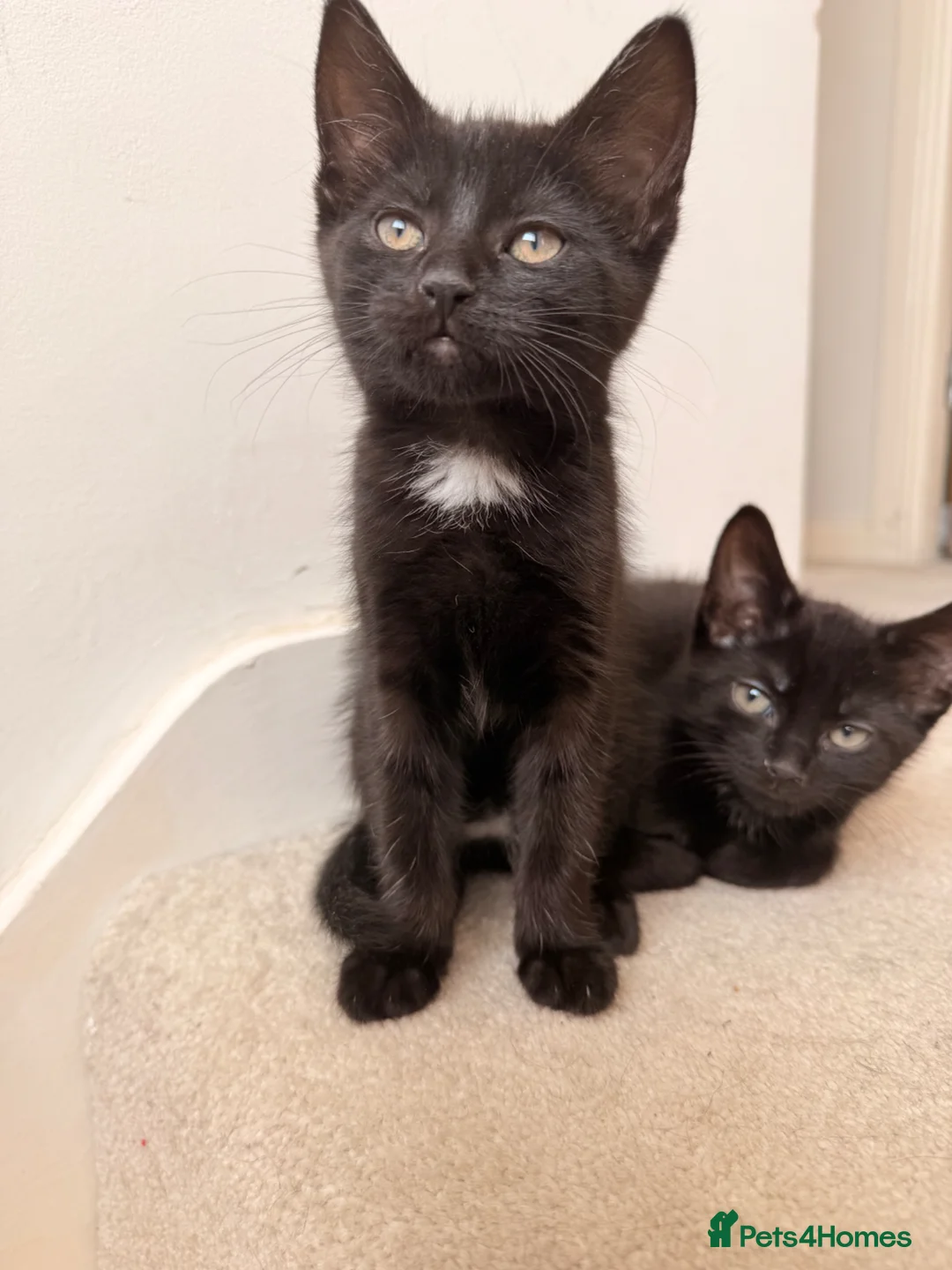 Mixed Breed cats for sale: 1 Black Female kitten - Advert 1