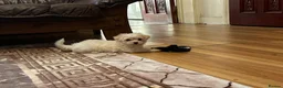 Bichon Frise dogs for sale: Cute bichons looking for their forever home  - Advert 3