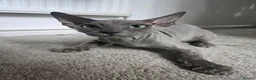 Sphynx cats for sale: Elegant Grey Velvet Boys  - Advert 7