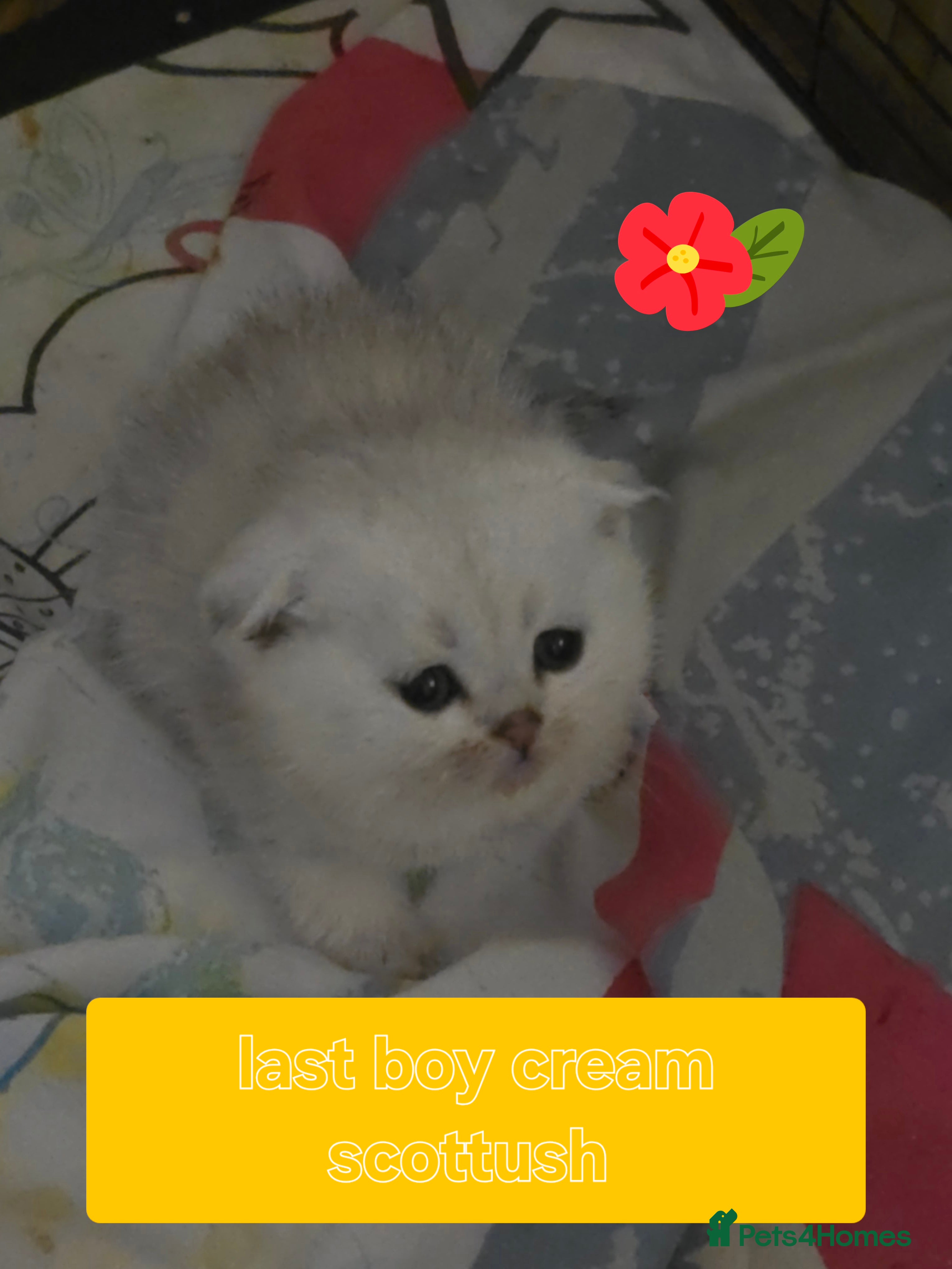 British Shorthair cats 🥰💙💙LAST 2 KITTEN SCOTTISH RARE COLOR - Advert 2