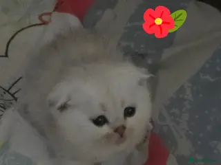 British Shorthair cats 🥰💙💙LAST 2 KITTEN SCOTTISH RARE COLOR - Advert 2