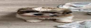 Shih Tzu 2