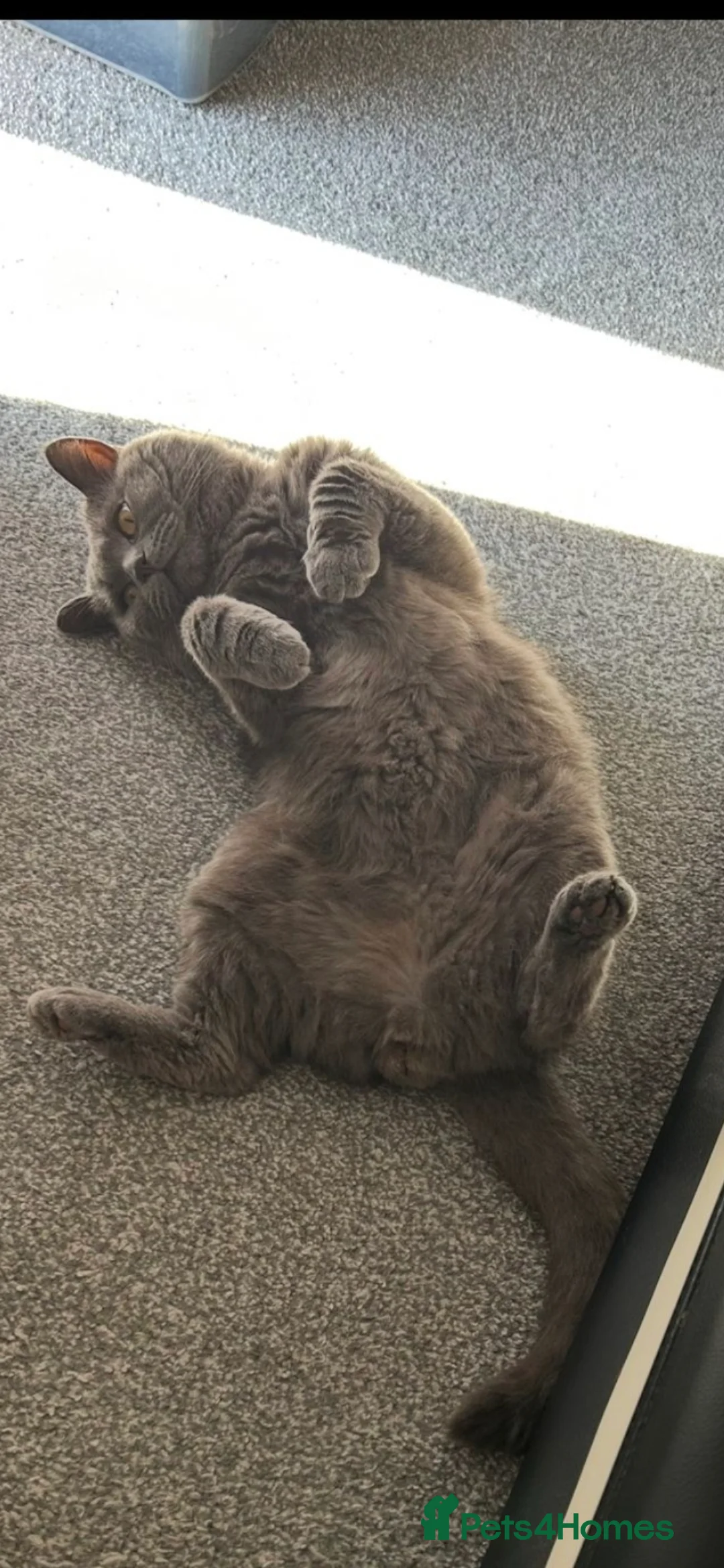 British Shorthair cats for stud: Stud Pedigree Actice Available, Friendly Gentle - Advert 6