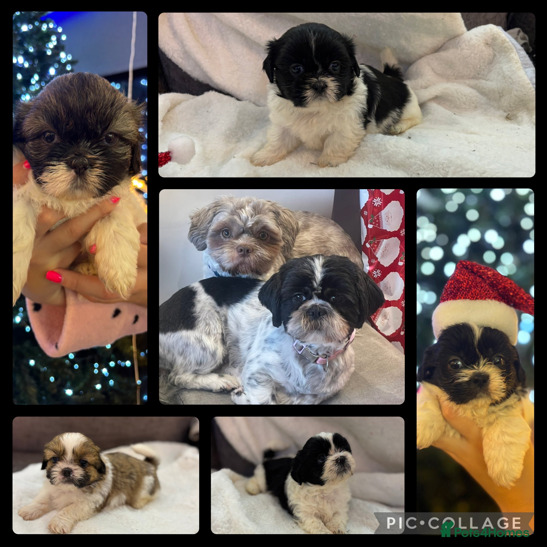 Shih Tzu dogs Beautiful litter of 6 Shih Tuz pups  - Advert 19