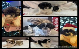 Shih Tzu dogs for sale: Beautiful litter of 6 Shih Tuz pups  - Advert 1