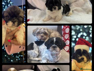 Shih Tzu dogs Beautiful litter of 6 Shih Tuz pups - Advert 19