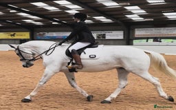 English Warmblood horses for sale: 16hh Schoolmistress  - Image 8