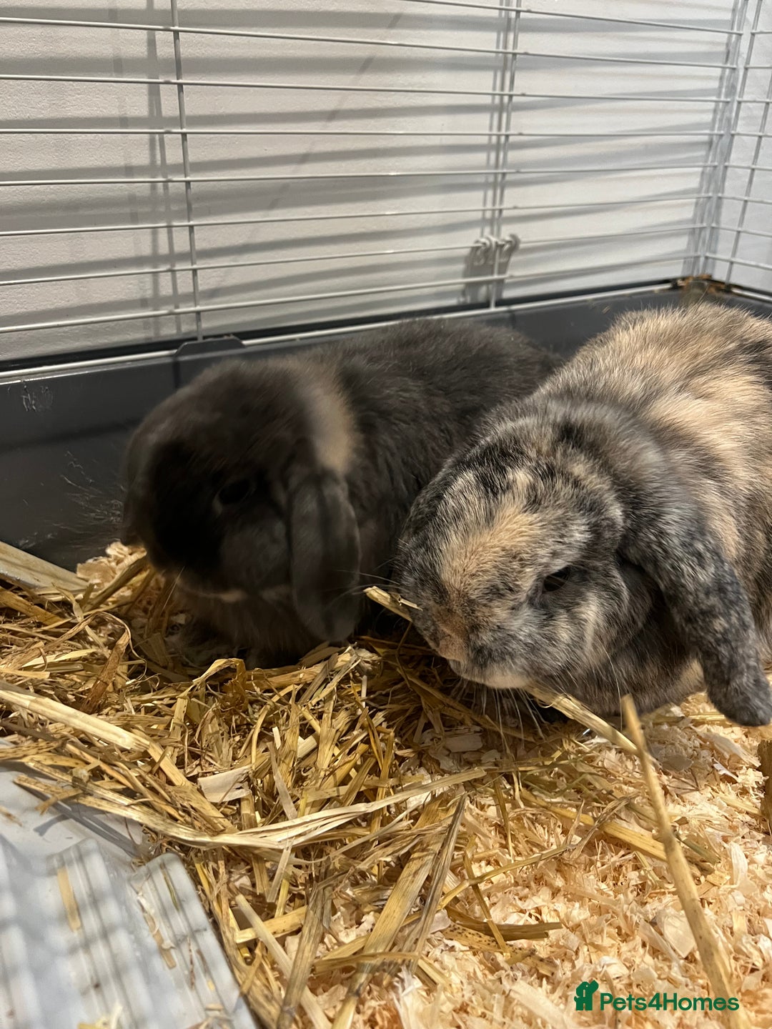 Mini Lop rabbits for sale: Two male Mini Lop Rabbits - Advert 4