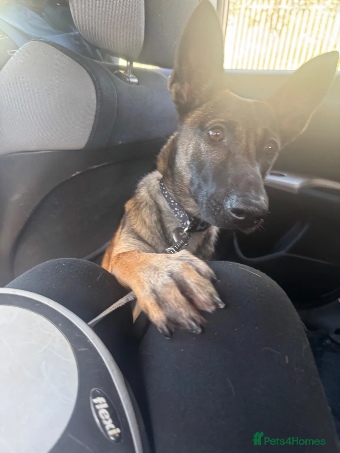Belgian Shepherd Dog dogs for sale: 9 month old female belgium malinois  in Birkenhead - Advert 2