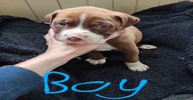 American Bull Staffy dogs - Advert 2