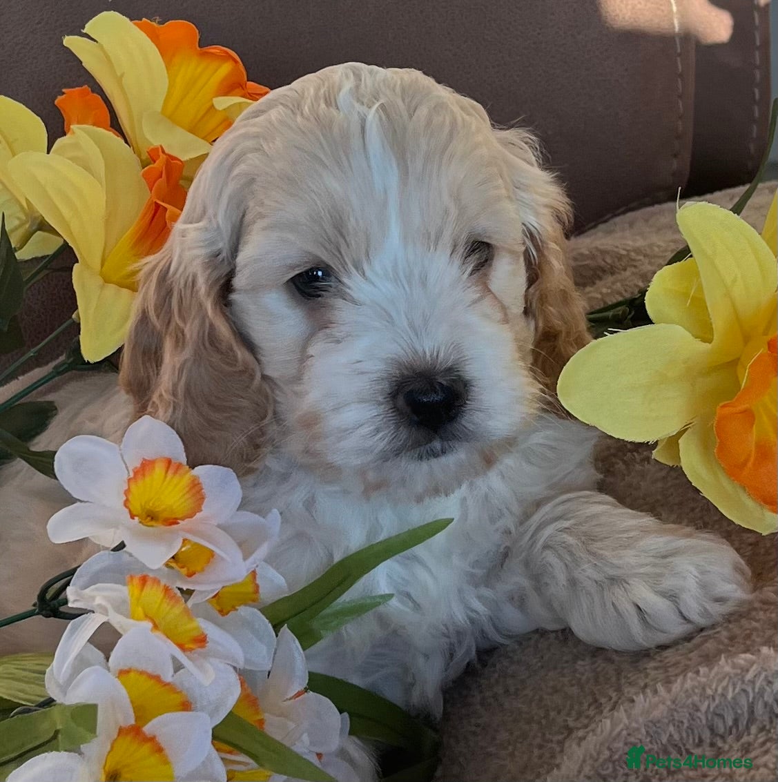 Cockapoo dogs Stunning F1 Cockapoos - Advert 2