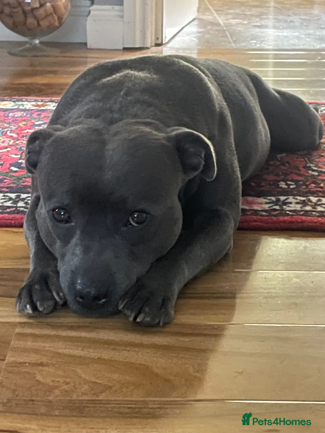 Staffordshire Bull Terrier dogs for sale: STAFFORDSHIRE BULL TERRIER BLUE BRINDLE PUPS  in Ryde - Advert 2