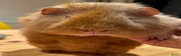 Guinea Pig rodents for sale: Lovely Teddy Rex ginger male guinea pig 5 months in Aylesbury - Advert 4