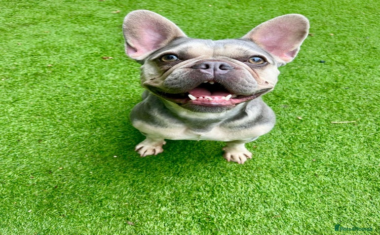 Mixed Breed dogs - Advert 12