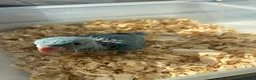 Ringnecks birds for sale:     Super Tame Hand Reared Babies £50 off today !  - Advert 25