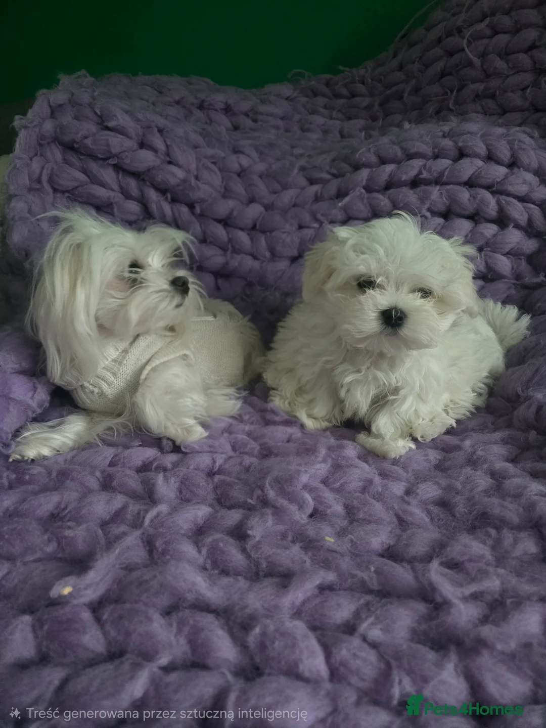 Maltese dogs for sale: Maltese puppy  boy - Advert 2