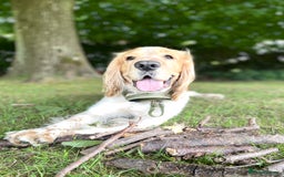 Mixed Breed dogs for sale: Whipper Spaniels ❤️ - Advert 10