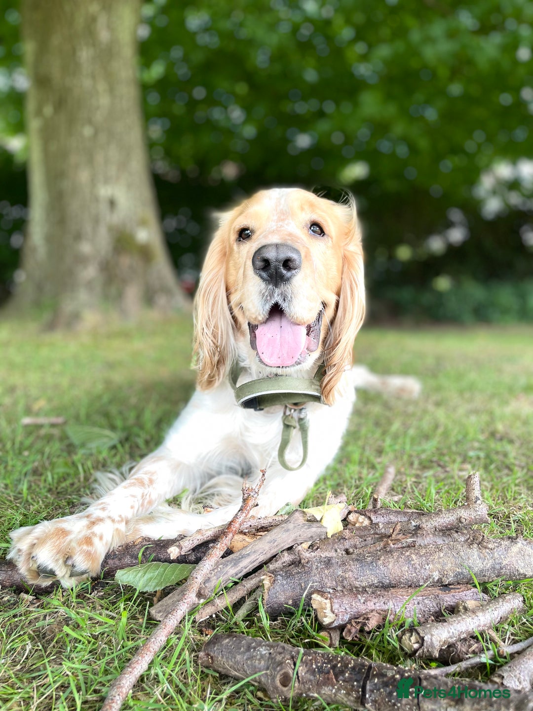 Mixed Breed dogs for sale: Whipper Spaniels ❤️ - Advert 10