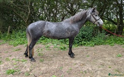New Forest horses for sale: New forest mare - Image 1