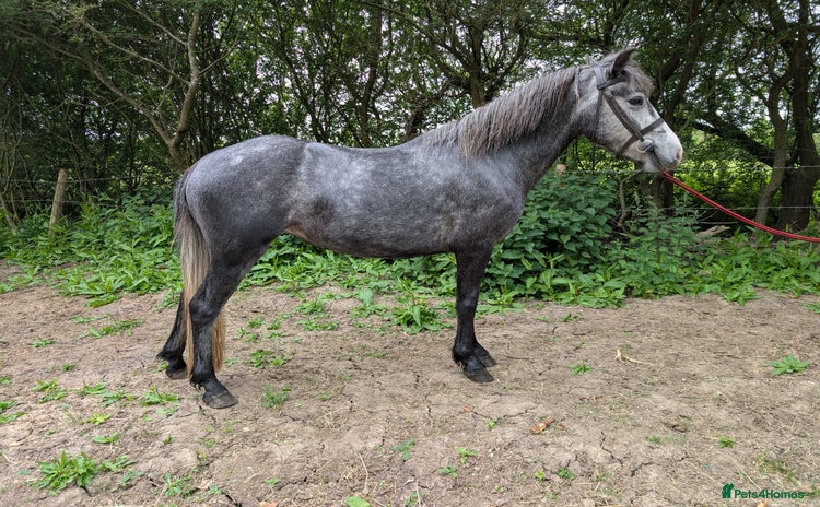 New Forest horses - Advert 1
