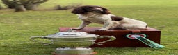English Springer Spaniel dogs for stud: CHAMPIONSHIP WINNER 2025,ROSEBAY BLUE,HEALTHTESTED in Bristol - Advert 13
