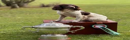 English Springer Spaniel dogs for stud: CHAMPIONSHIP WINNER 2025,ROSEBAY BLUE,HEALTHTESTED in Bristol - Advert 13